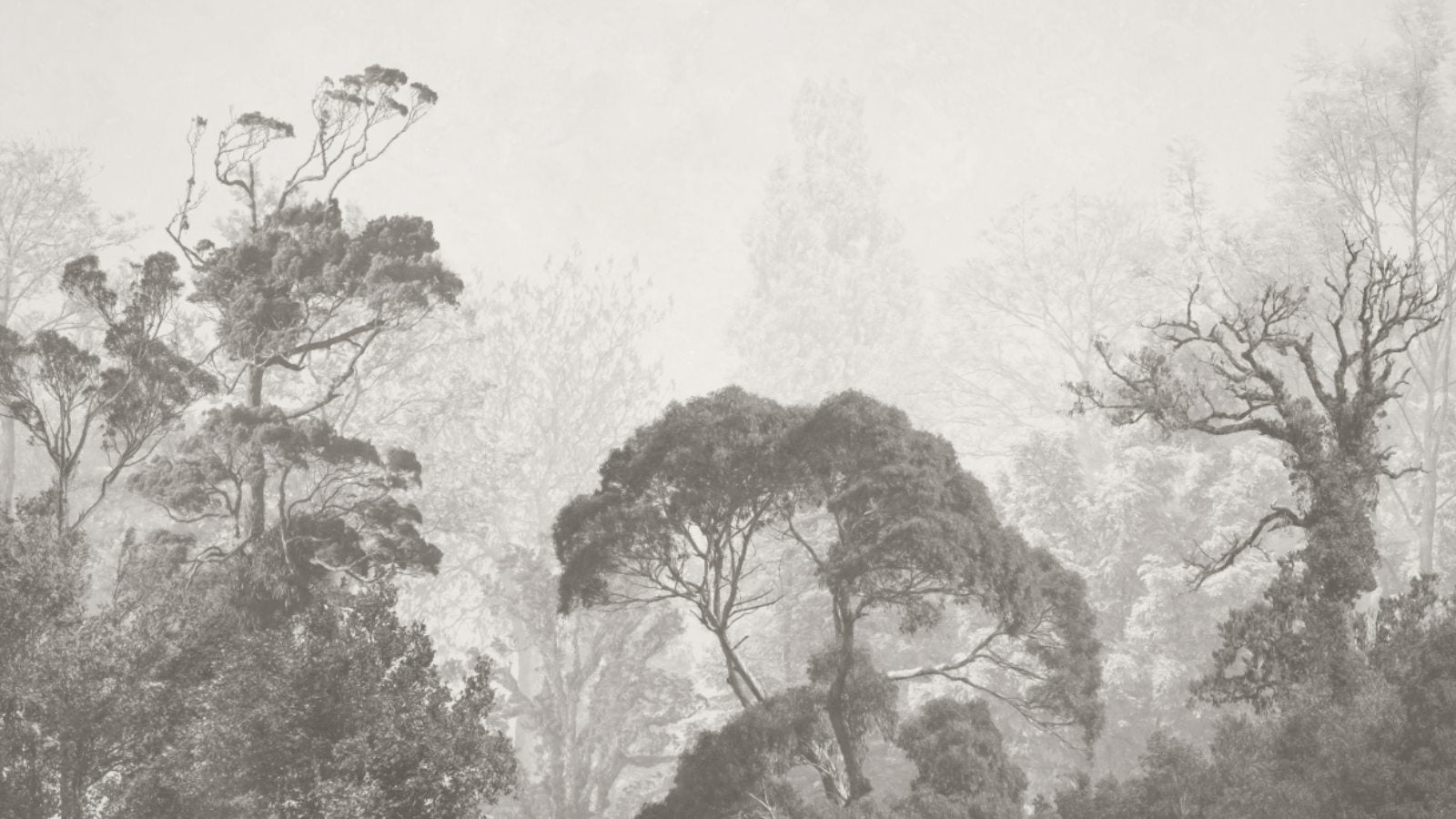 BOSQUE PROFUNDO