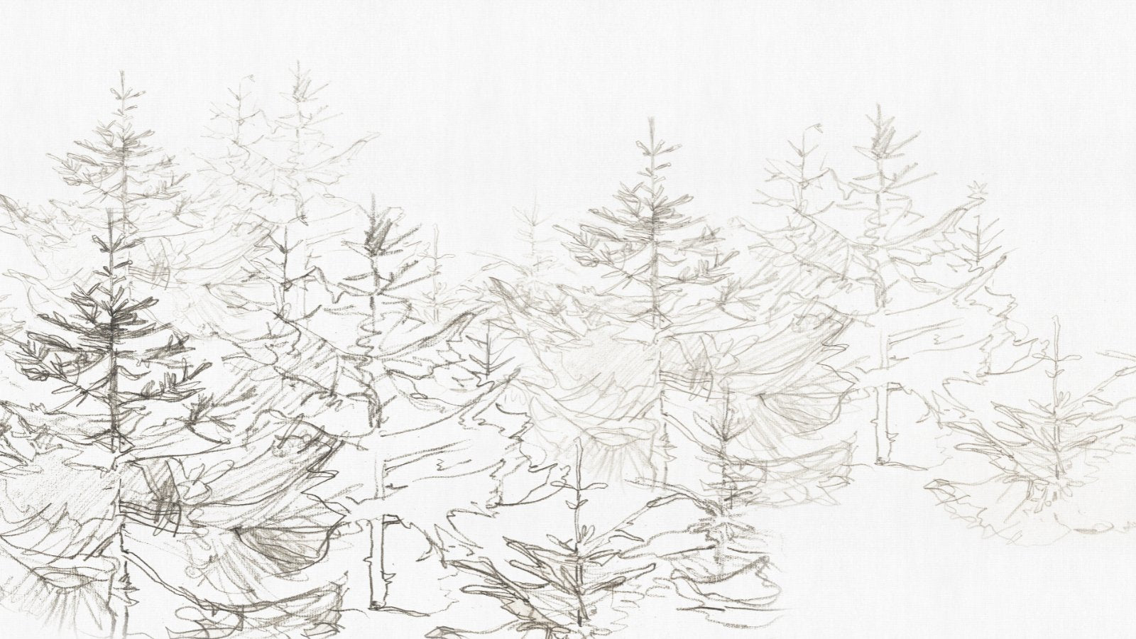 CALM FOREST