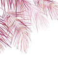 CARIBE ROSA
